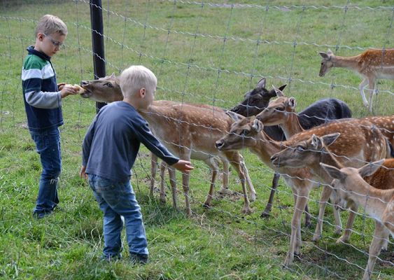 Fütterung vom Damwild