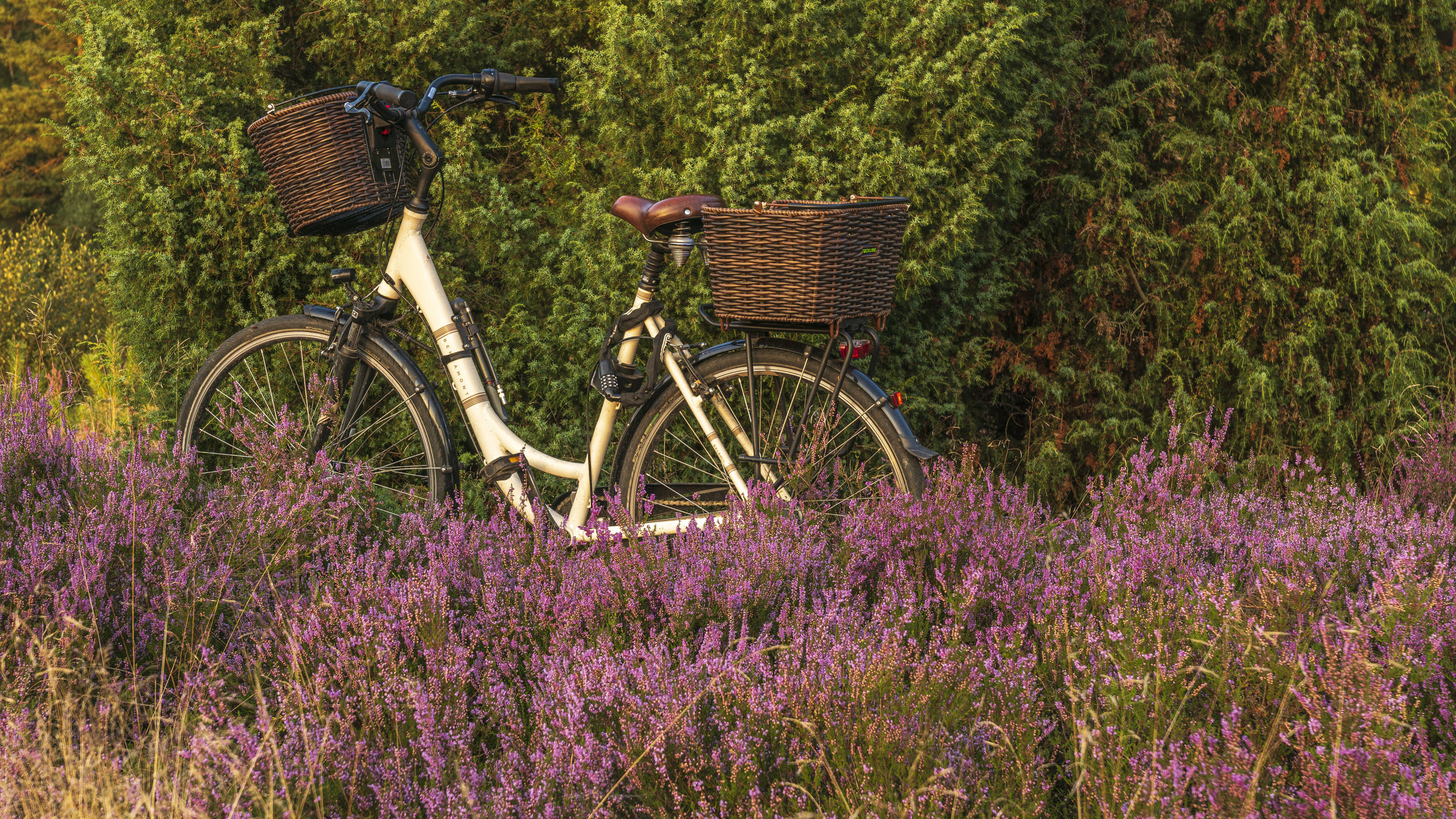 Fahrrad abgestellt in Heidelandschaft