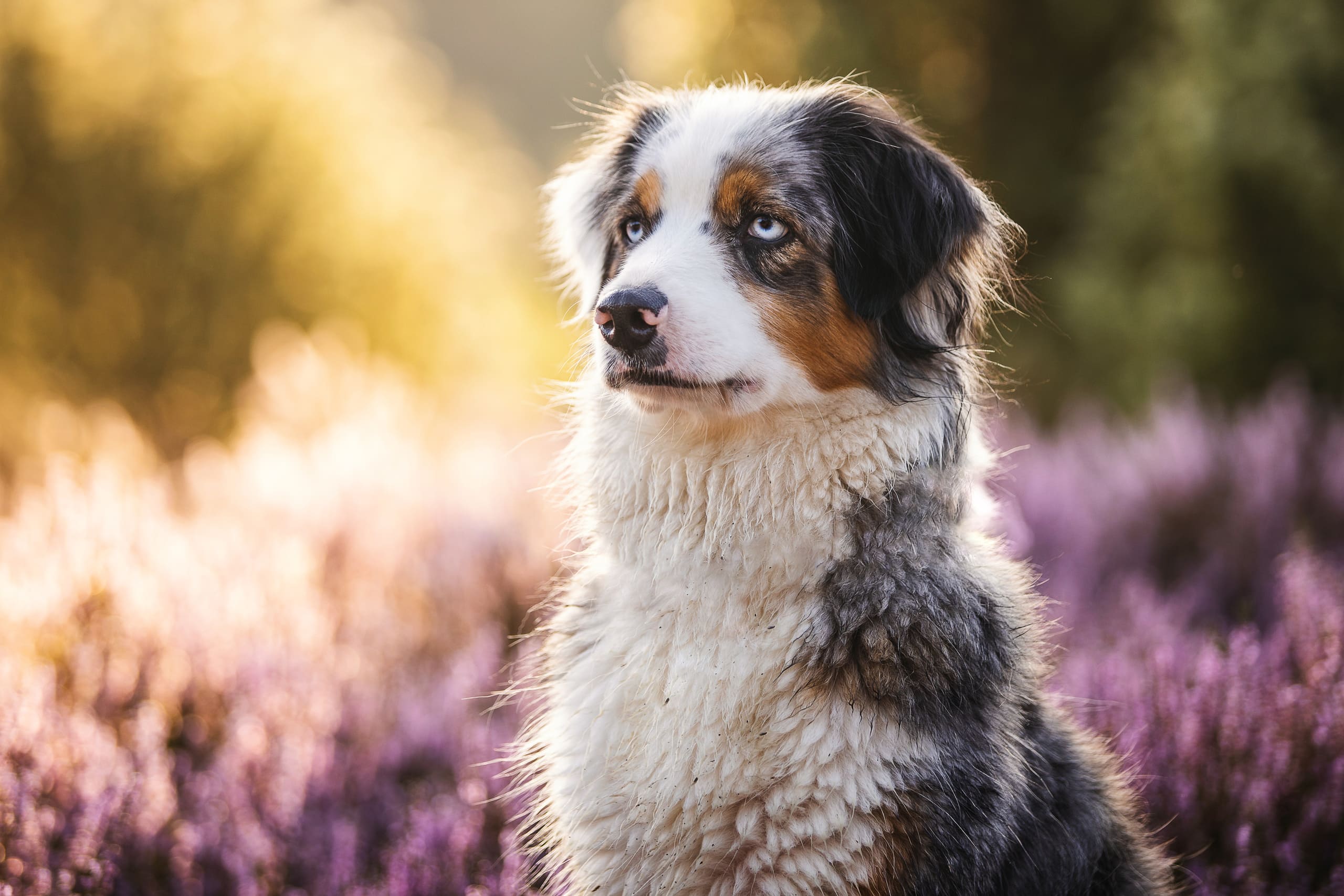 Tricolor Australian Shepherd sitzt in blühender Heide