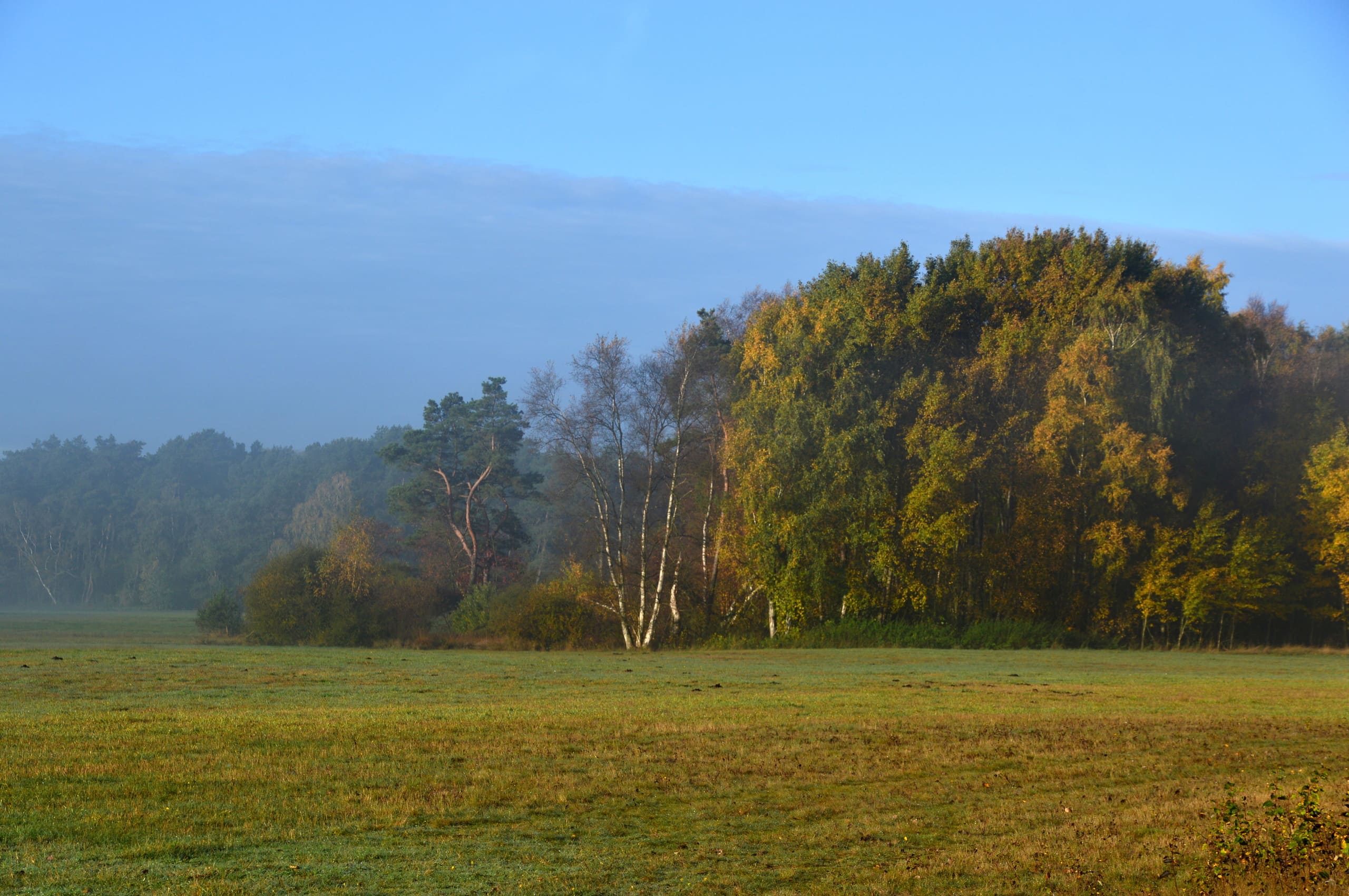 Diesige Landschaftsaufnahme mit Wiese und Wald