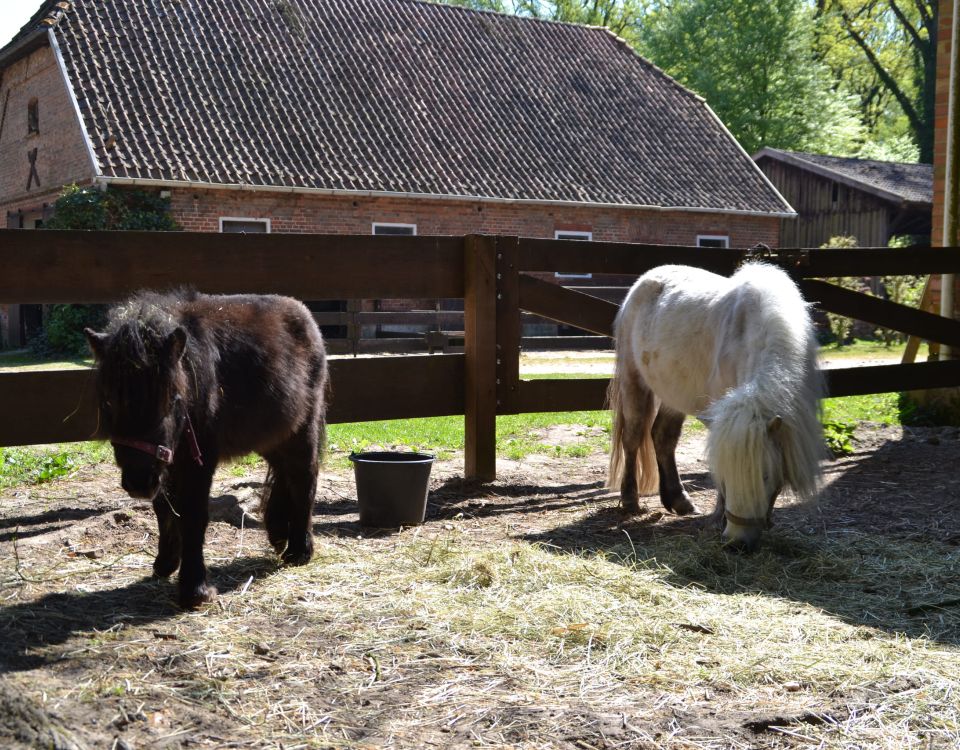 Zwei Shetlandponies auf Paddock fressen heu