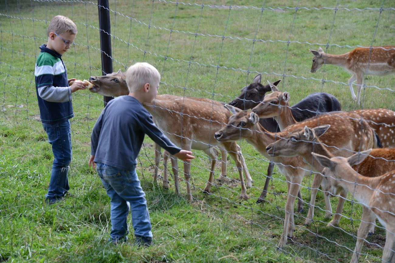 Kinder füttern Rehwild durch Zaun