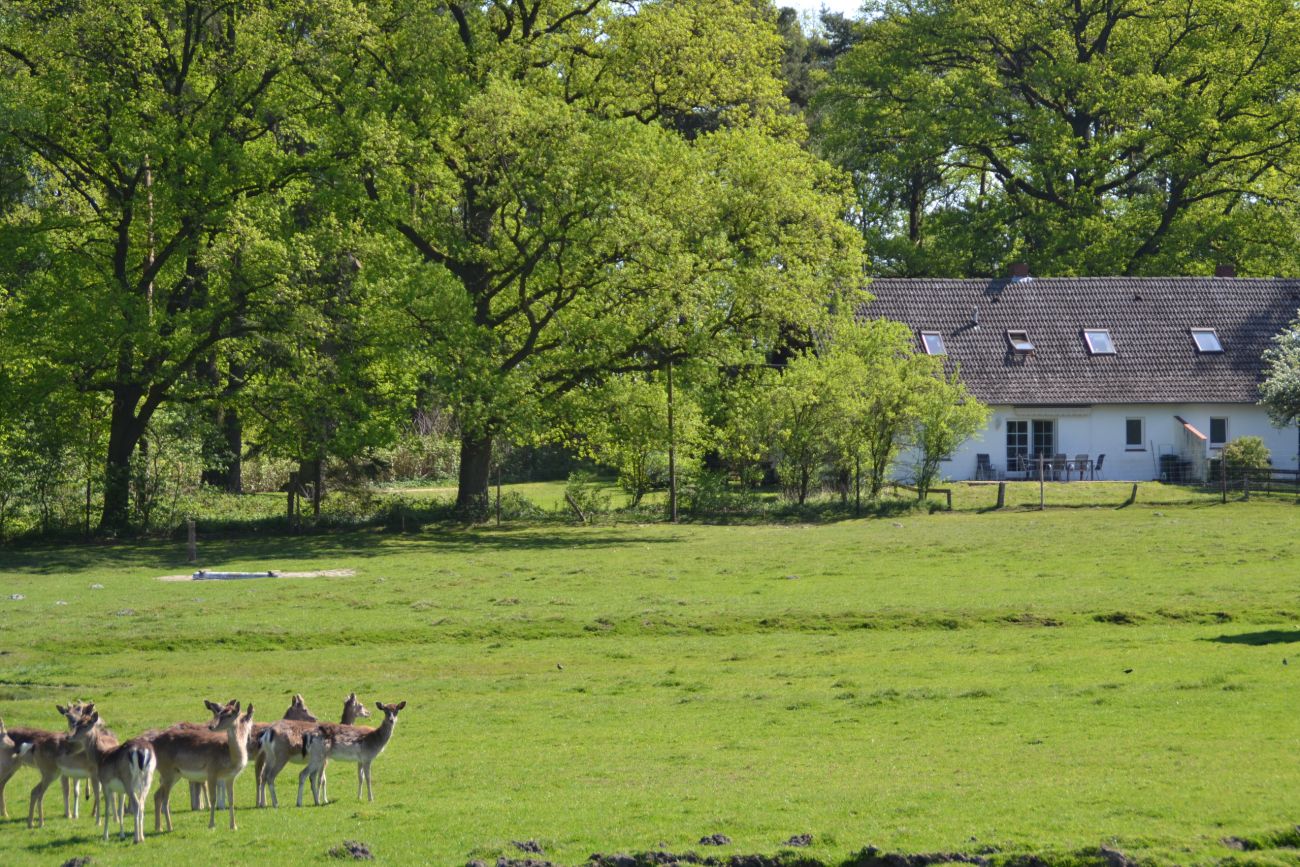 Wildgehege mit Damwil, im Hintergrund Mehrfamilienhaus mit Terrassen