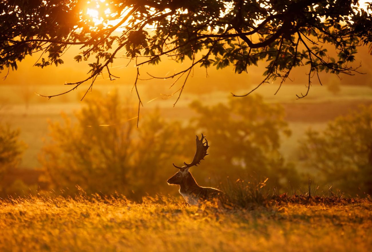 Damwild-Hirsch im herbstlichen Sonnenuntergang