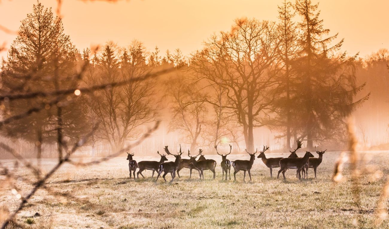 Damwild bei Nebel im Sonnenuntergang