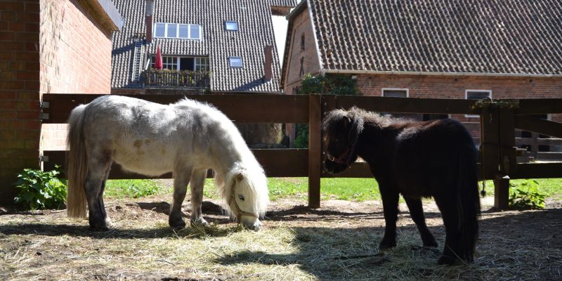 Zwei Shetlandponies fressen Heu auf Paddock